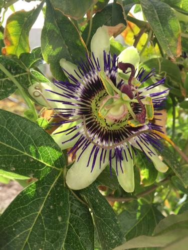 a passion fruit flower with a bee on it at WeCrete Apartments in Drapaniás