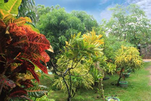 a group of trees and plants in a yard at Nature Night Homestay in Sigiriya