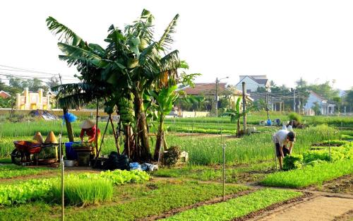 a man is working in a field with crops at Pearl Beach Homestay - Cua Dai Beach, Hoi An in Hoi An
