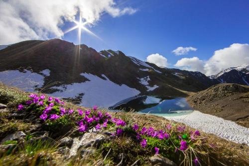 a view of a mountain with purple flowers at Unterhabererhof in Santa Maddalena in Casies