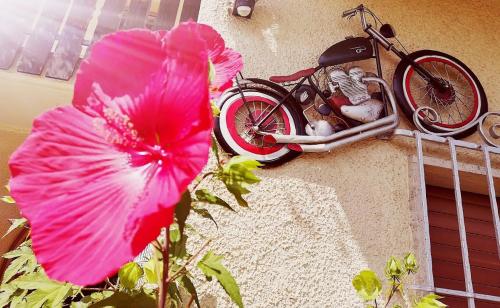 a pink flower next to a bike on a wall at Hotel Alexandres in Appiano sulla Strada del Vino