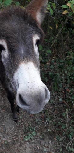 a close up of a cow with a white nose at au fabuleux festin in La Possonnière