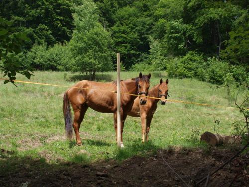 Stara Horaren 2 – Photos 3