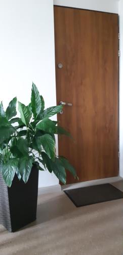 a plant in a pot next to a door at Apartament w Oliwie in Gdańsk