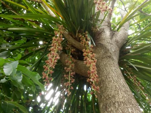 崗卡章的住宿－康納帕亞度假村，棕榈树,树上挂着 ⁇ 子