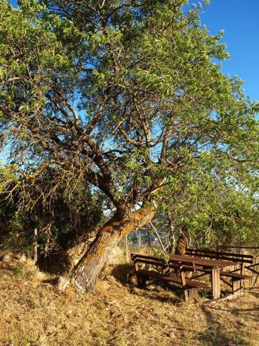 a picnic table under a tree next to a bench at Agriturismo Gelso in Castellana Sicula