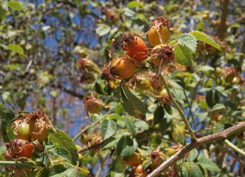 an apple tree with lots of fruit on it at Agriturismo Gelso in Castellana Sicula