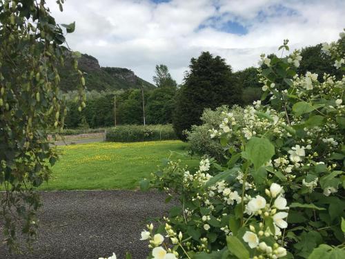 a garden with white flowers in the foreground at Clover Holidays - Cliff View in Perth