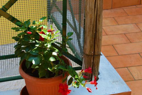 a potted plant with red flowers on a table at La Bomboniera in Maiori