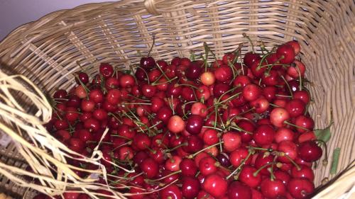 a bunch of red cherries in a basket at Oca Carolina in Buttigliera Alta