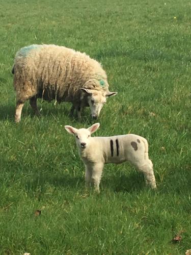 a sheep and a baby lamb standing in a field at Bron Hafren in Montgomery