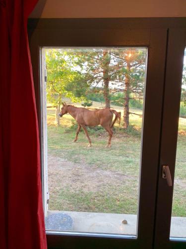 a horse is walking through a window at La Meyssonnié in Damiatte