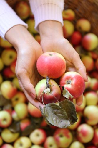 a person holding a bunch of apples in their hands at Società Agricola Cacigolara in Borgo Val di Taro