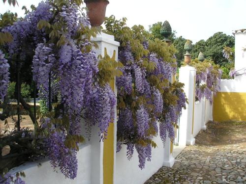 a white fence with wisteria hanging from it at Hotel Rural Quinta de Santo Antonio in Elvas