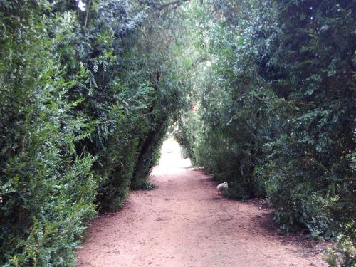a dirt path through a tunnel of trees at Hotel Rural Quinta de Santo Antonio in Elvas