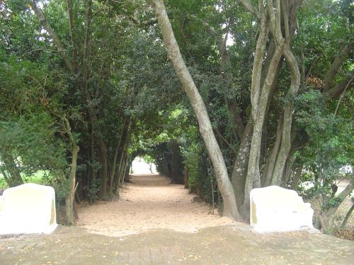 a path through a forest of trees with white bases at Hotel Rural Quinta de Santo Antonio in Elvas
