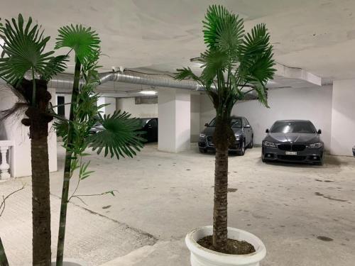 two palm trees in a parking lot with cars at Beachfront Marilyn in Durrës