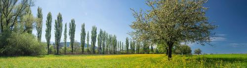 a tree in the middle of a field of flowers at Studio direkt am Bodensee in Thal