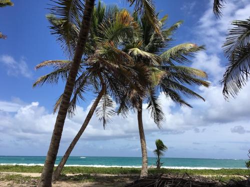 two palm trees on a beach with the ocean at Villa "Doucè Kréyol" in Le Marin