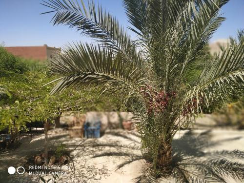 a palm tree in the middle of a beach at villa tunis village in ‘Izbat an Nāmūs