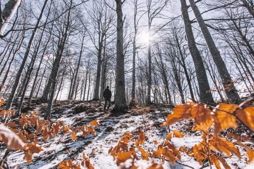 a person walking down a snow covered trail in a forest at Nidi del faggio rosso - Family Holiday Home in Maresca