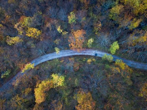 an aerial view of a bridge in a forest at Nidi del faggio rosso - Family Holiday Home in Maresca