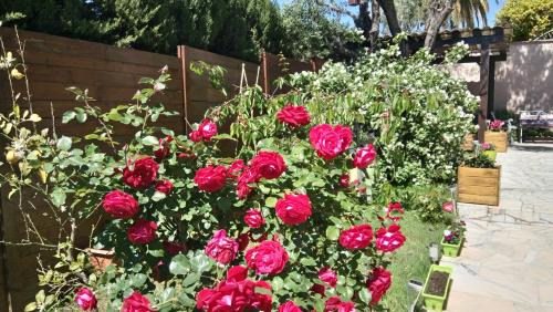 un montón de rosas rojas en un jardín en la chambre de CLEO, en Cannes