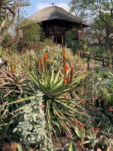 a plant with orange flowers in front of a building at Shayamoya Tiger Fishing and Game Lodge in Pongola Game Reserve