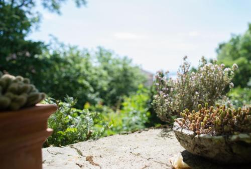 a plant in a bowl sitting on a rock at Hôtel de la Béroche in Saint Aubin Sauges