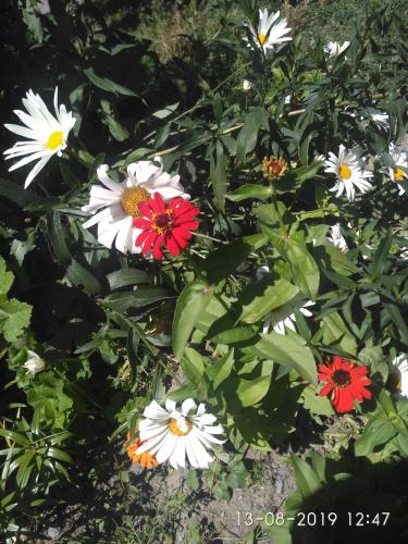 a group of white and red flowers in a bush at Kaxa Shorena Guest-House in Stepantsminda