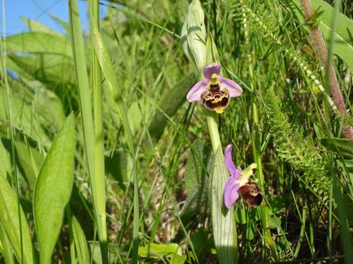 a purple flower in a field of grass at Casa Calendula in Cassinasco