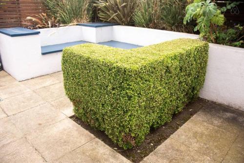 a large green bush sitting on a sidewalk at Rugby Lodge in Dublin