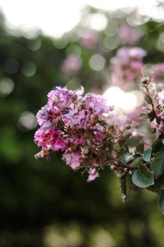 a bunch of pink flowers on a tree at El Pedregal - Hotel en la Naturaleza in Álamos