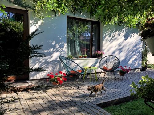 a cat walking in front of a house with chairs at Garden House in Timişoara