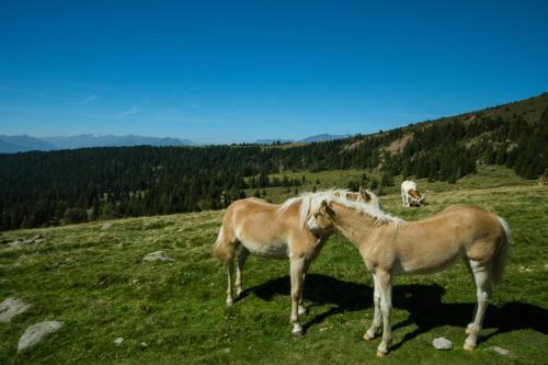 Animales en el agroturismo o alrededores