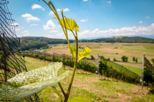 a yellow flower in front of a fence at Lackenbauer in Muggenau