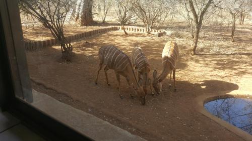 three zebras standing next to a pool of water at Aloes Bush Stay in Hoedspruit