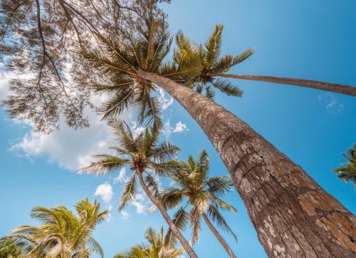 a group of palm trees against a blue sky at Kiwengwa Beach Resort in Kiwengwa
