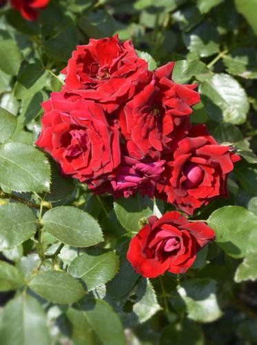 a group of red roses with green leaves at Casa Giardino fiorito in San Siro