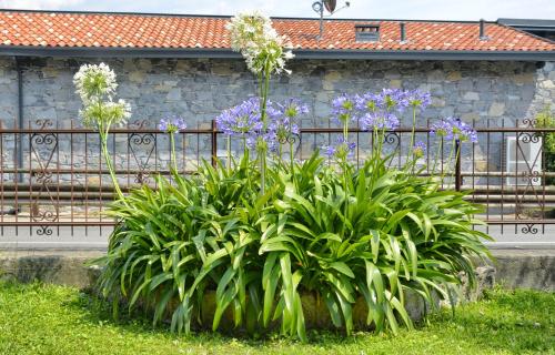 a bunch of plants in front of a fence at Casa Giardino fiorito in San Siro