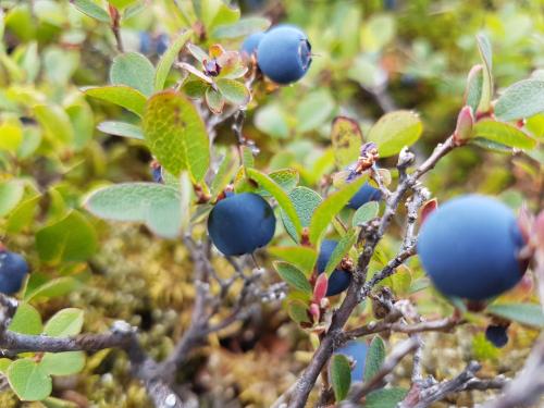 a bunch of blueberries on a tree branch at Guesthouse Gamli Bær in Húsafell