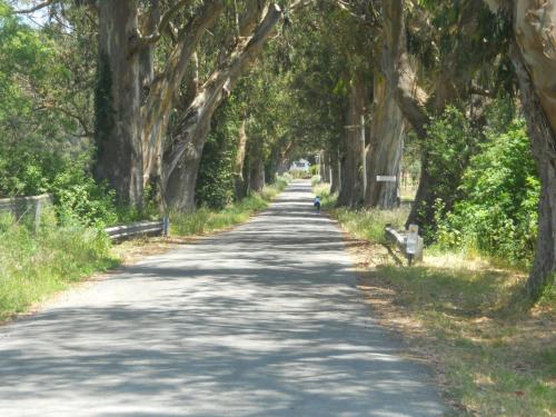 a tree lined road with a bench in the middle at Pescadero Creek Inn in Pescadero