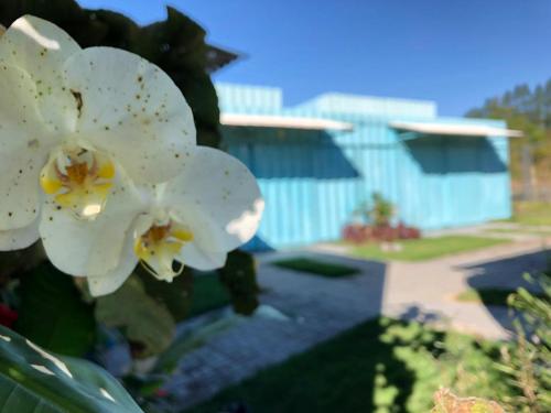 a white flower with a blue building in the background at Mandala House Container in Chapada dos Guimarães