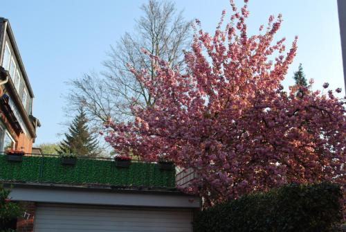 a tree with pink flowers in front of a garage at Hotel Am Sportpark in Duisburg