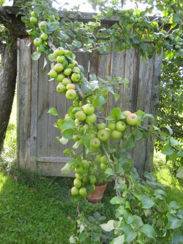 a bunch of green fruit growing on a tree at Ferienhaus Troy in Doren
