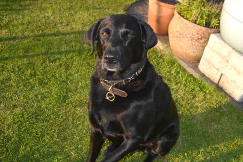 a black dog sitting on the grass in the yard at Kerswell Farmhouse in Totnes