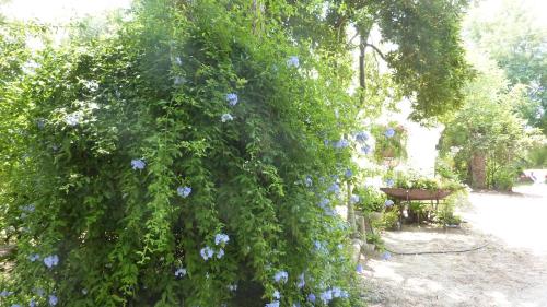 Κήπος έξω από το Il Trullo del Cadetto