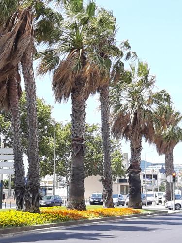 a group of palm trees on a street at BEACHFRONT Cascais,Estoril Apartment in Estoril