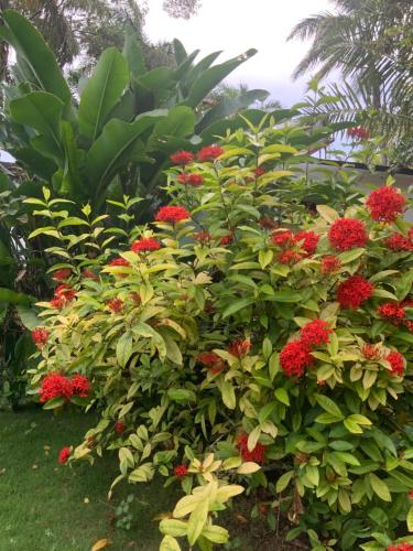 a bush with red flowers in a garden at Yoga Dreams Negril in Negril