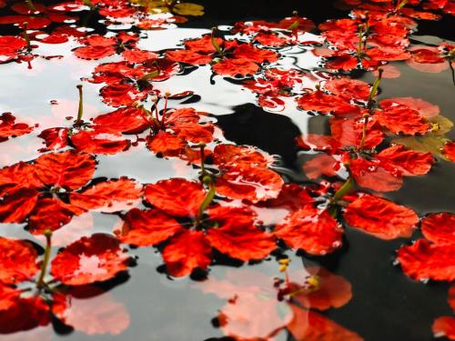 a bunch of red flowers in the water at The Heaven's Villa Kandy in Kandy